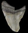 Partial, Megalodon Tooth - Georgia #61671-1